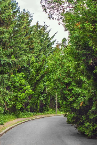 Verharde weg loopt door het dennenbos — Stockfoto
