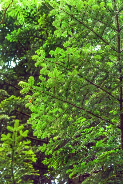 トウヒの森の若い木の枝 — ストック写真