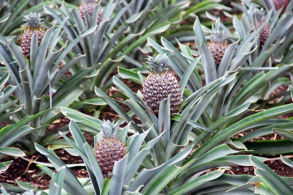 Ananas in Azor — Stok fotoğraf