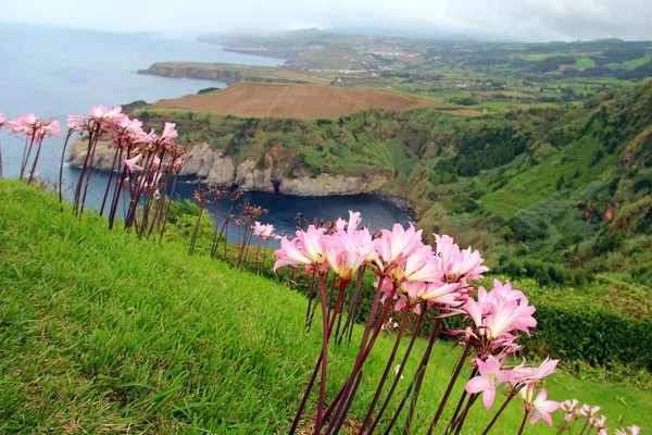 Severní pobřeží ostrova Sao Miguel, Azory, Portugalsko — Stock fotografie