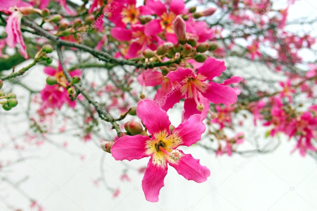 Flowers Of Silk Floss Tree Stock Photo By C Karnizz