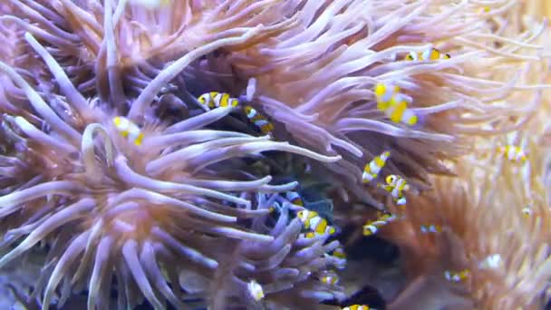 Sea anemone with clownfish — Stock Video