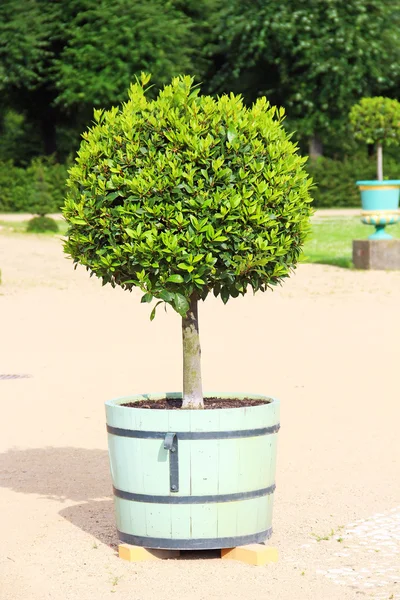 Pequeño árbol topiario en la maceta —  Fotos de Stock