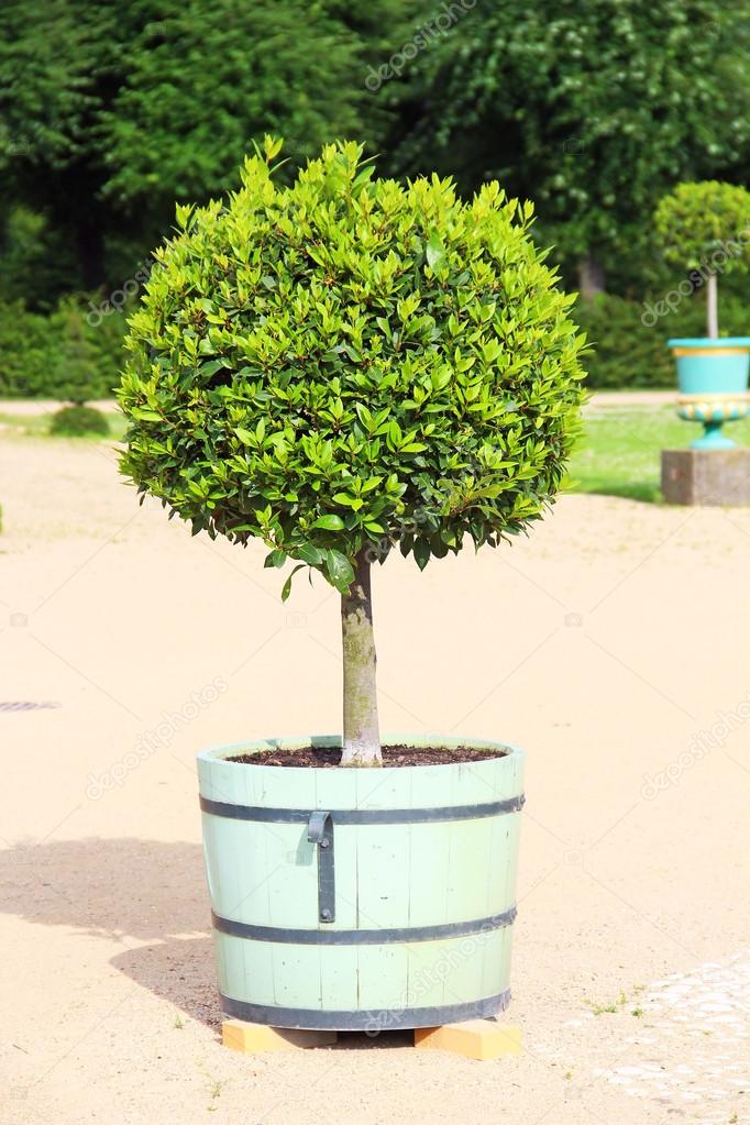 Kleiner Topfbaum im Topf — Stockfoto © karnizz #54538697