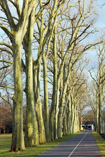 Estrada através do beco da árvore — Fotografia de Stock