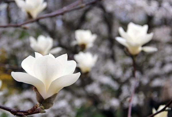 Magnolia λουλούδια — Φωτογραφία Αρχείου