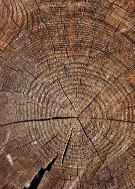 yıpranmış ahşap kesim