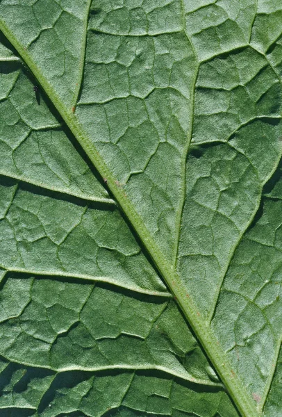 Bladoppervlak achtergrond — Stockfoto