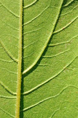 yaprak yeşil arka plan