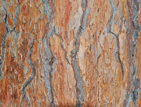老松树皮 — 图库照片