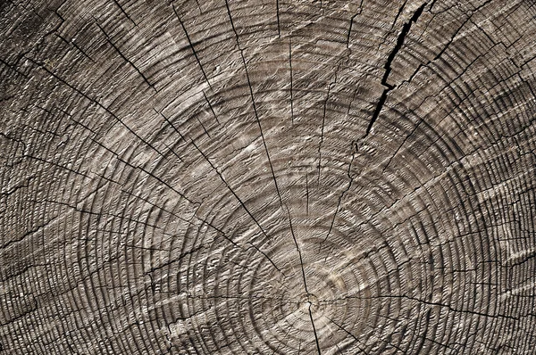 Wooden cut background — Stock Photo, Image