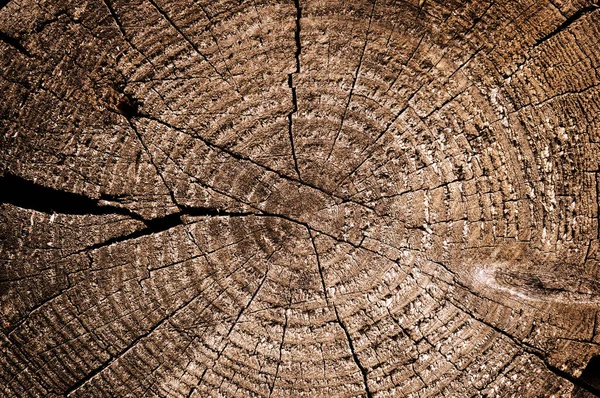 Rough Wooden Cut Texture Tree Rings Cracks — Stock Photo, Image