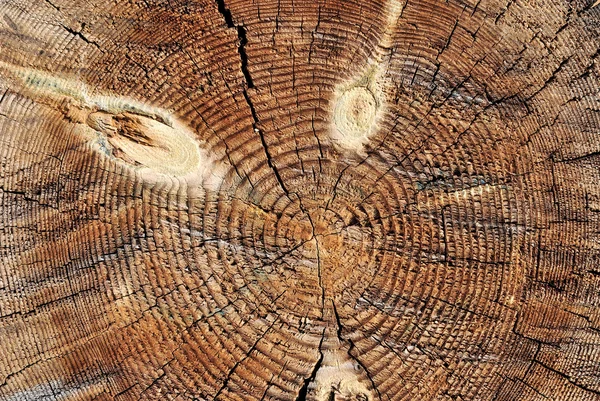 Weathered wooden cut — Stock Photo, Image