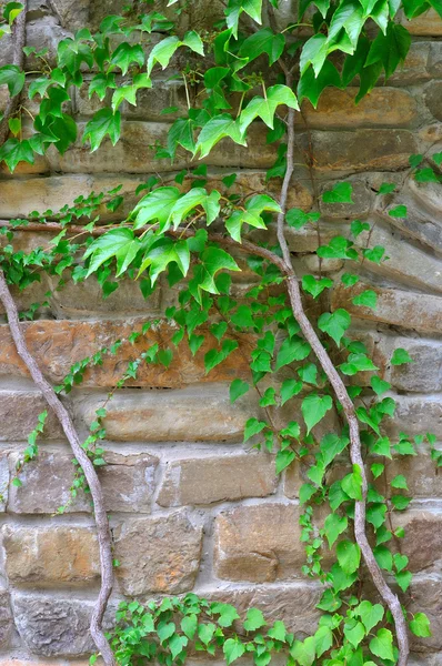 Stone wall — Stock Photo, Image