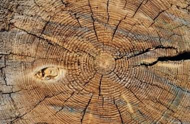 yıpranmış ahşap kesim