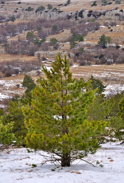 Paesaggio invernale — Foto Stock