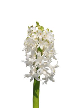 Beyaz arkaplanda sümbül