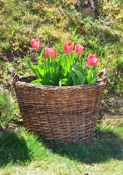 Tulipanes Canasta Mimbre — Foto de Stock