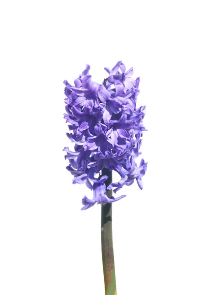 Hyacinth White Background — Stock Photo, Image