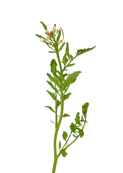 Watercress (Nasturtium officinale) — Stock Photo, Image