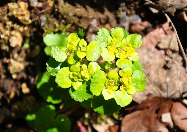 Saxifrage dorado de hoja alterna (Chrysosplenium alternifolium ) — Foto de Stock