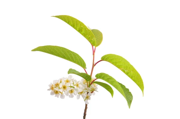 Kızılağaç cehri çiçek (frangula alnus) — Stok fotoğraf
