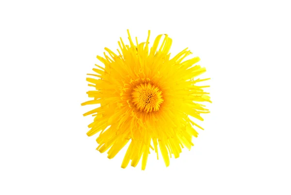 タンポポの花 — ストック写真