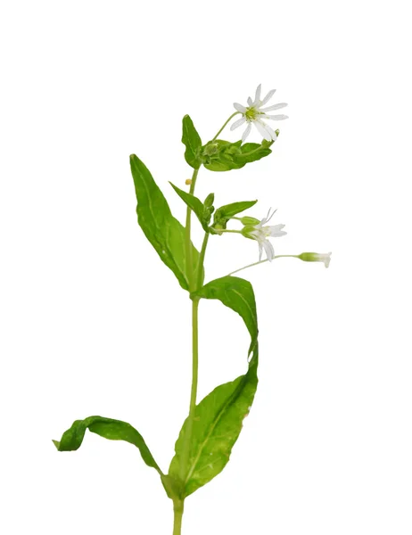 Szparagi (Stellaria nemorum)) — Zdjęcie stockowe