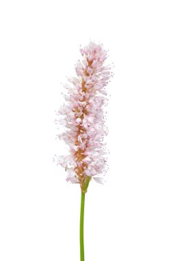 Su knotweed (Persicaria amphibia)