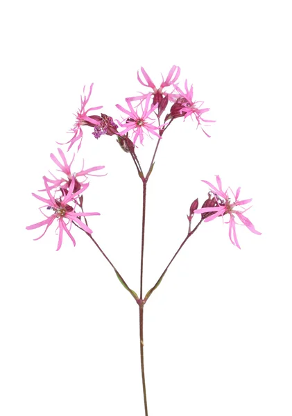 Ragged robin (Lychnis flos-cuculi) — Stock Photo, Image