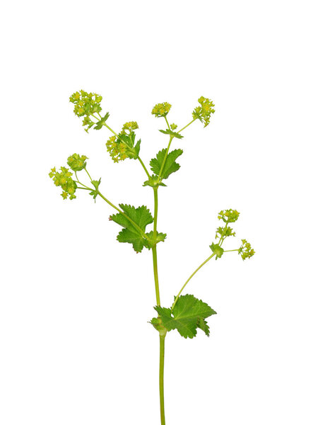 Smooth lady 's mantle (Alchemilla glabra
)