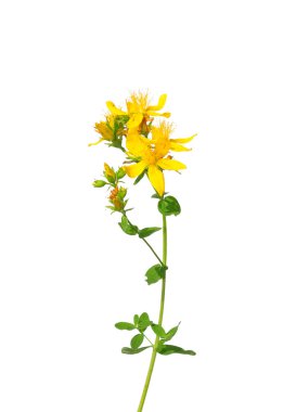 Ortak St Johns wort (Hypericum perforatum)