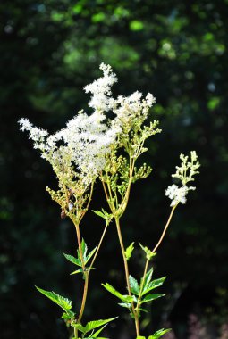Erkeç sakalı (Filipendula ulmaria)
