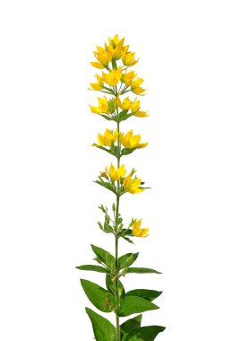 Benekli gevşeklik (Lysimachia punctata)