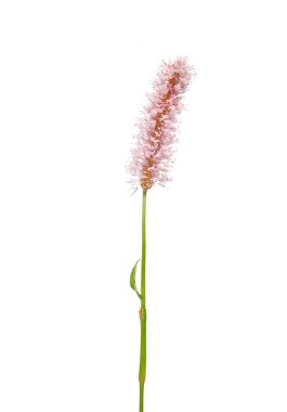 Su knotweed (Persicaria amphibia)