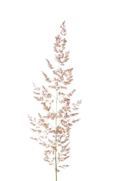 Пурпурний reedgrass (Куничник arundinacea) — стокове фото