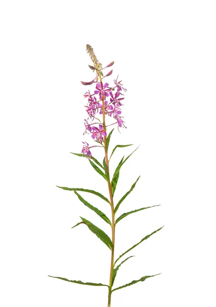 Feuerkraut (epilobium angustifolium)) — Stockfoto