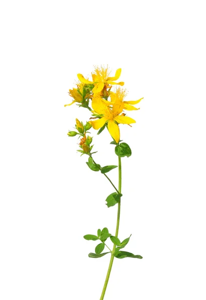 Common St Johns wort (Hypericum perforatum) — Stock Photo, Image