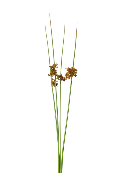 Společné rush (Juncus effusus) — Stock fotografie