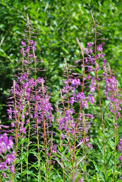 Wilgenroosje (Epilobium angustifolium) — Stockfoto