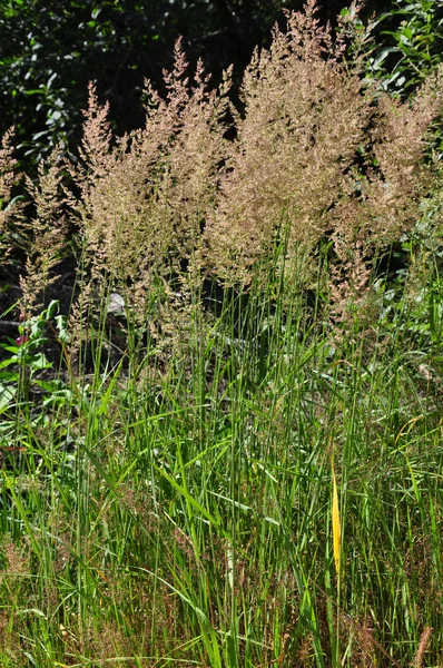 Purple reedgrass (Calamagrostis arundinacea) — Stock Photo, Image