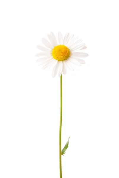 Ox-eye daisy (Leucanthemum vulgare) — Stock Photo, Image