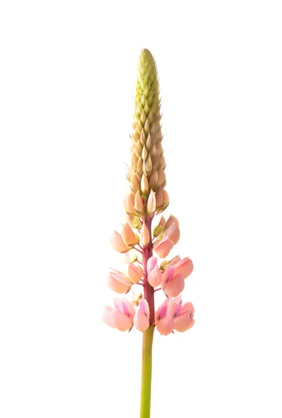 Великолистяний люпин (Lupinus polphyllus ) — стокове фото