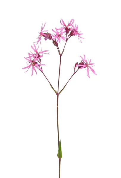 Ragged robin (Firletka flos-cuculi) — Zdjęcie stockowe