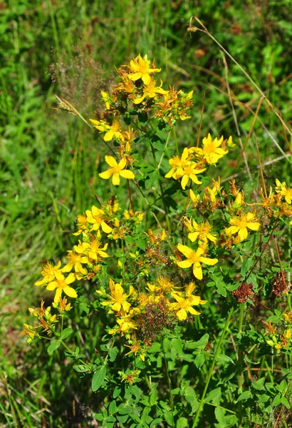 Gemeenschappelijke St Johns janskruid (Hypericum perforatum) — Stockfoto