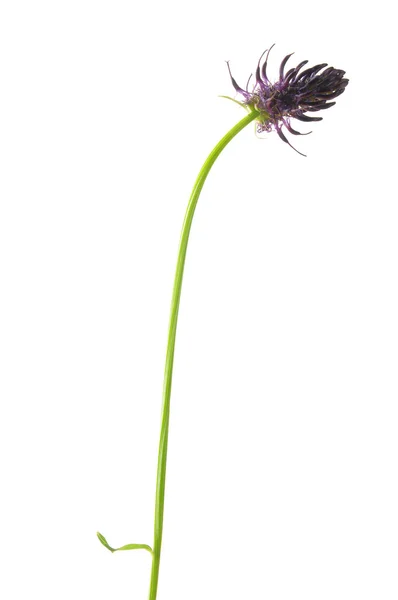 Ampião negro (Phyteuma nigrum ) — Fotografia de Stock