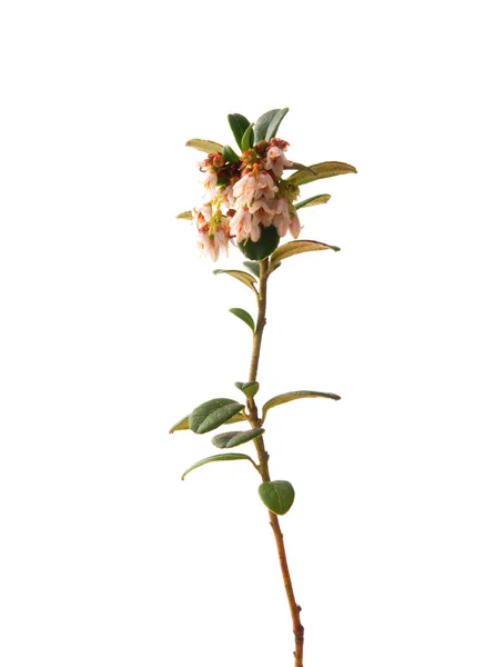 Lingon (Vaccinium vitis-idaea) — Stockfoto