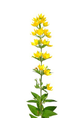Benekli gevşeklik (Lysimachia punctata)