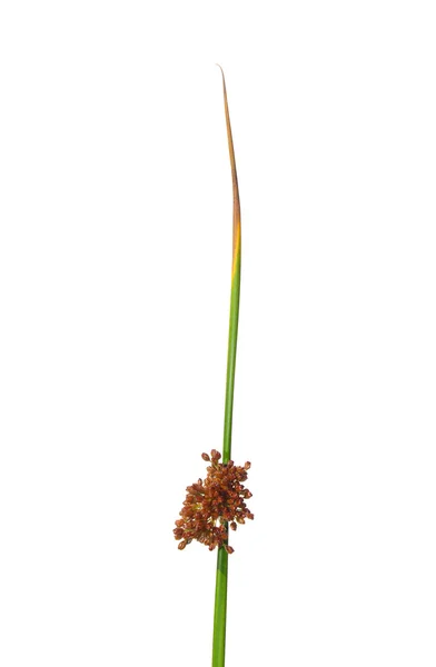 Common rush (Juncus effusus) — Stock Photo, Image