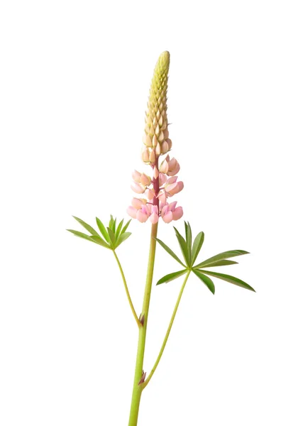 Tremoço-de-folhas-grandes (Lupinus polyphyllus ) — Fotografia de Stock